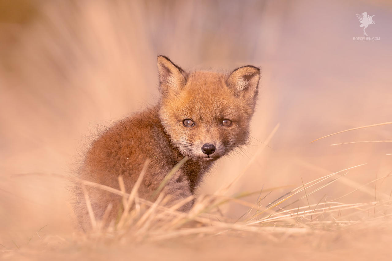 The Fox Kit