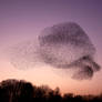 Starling Murmuration