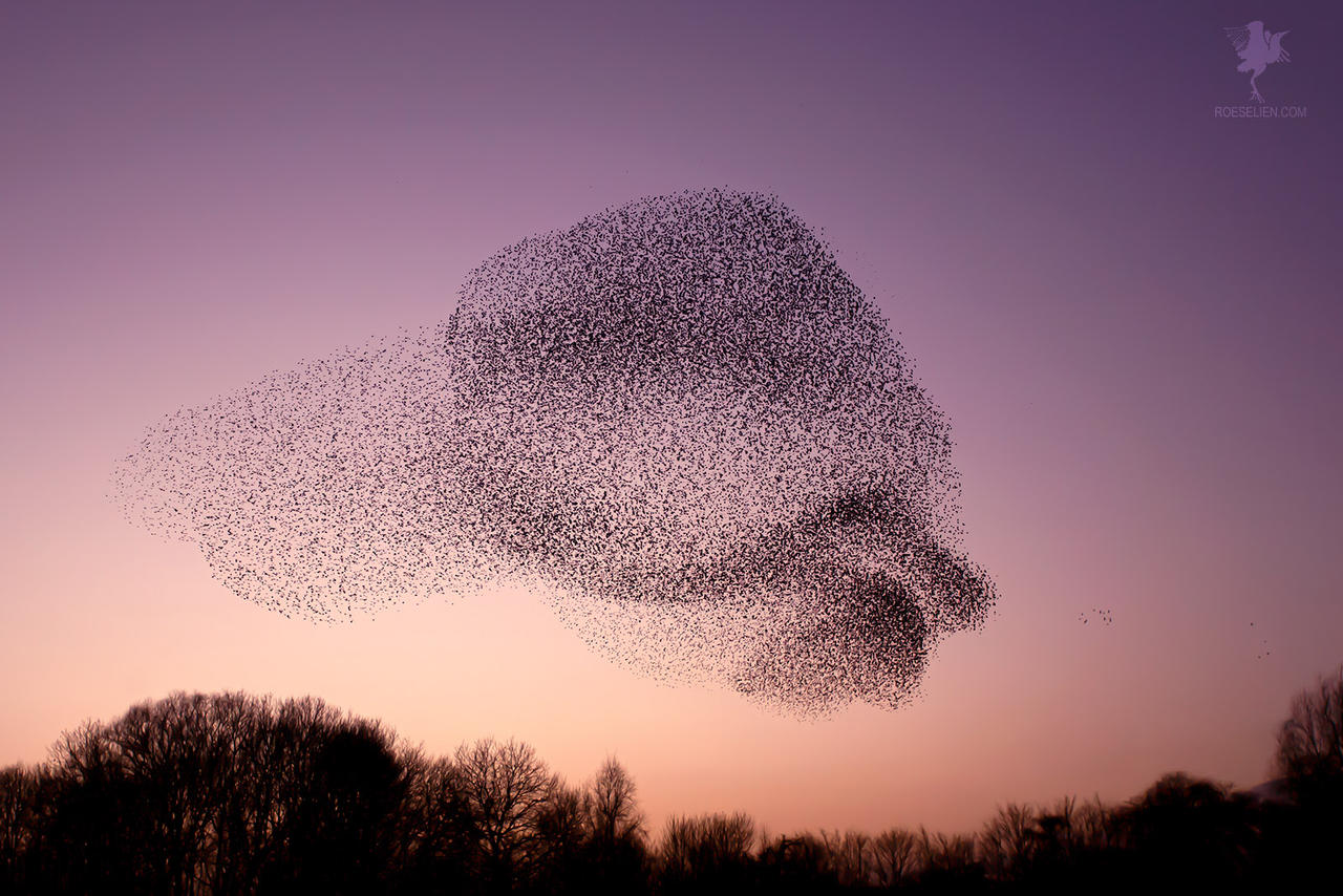Murmuration Starling Murmuration by thrumyeye on DeviantArt