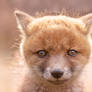 Funny Fox Kit Face