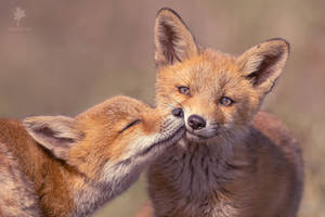 Army of Cuteness - Fox Kit Love