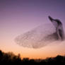 Bird of Many Birds - Murmuration