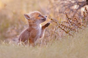 Cute Fox Kit