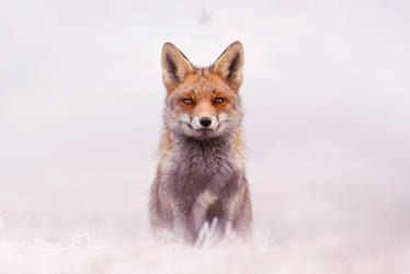 Red Fox in Snow World