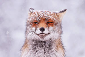 Funny Fox in the Snow