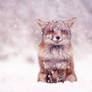 Smiling Fox in a Snow Storm