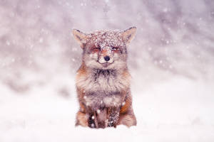 Smiling Fox in a Snow Storm