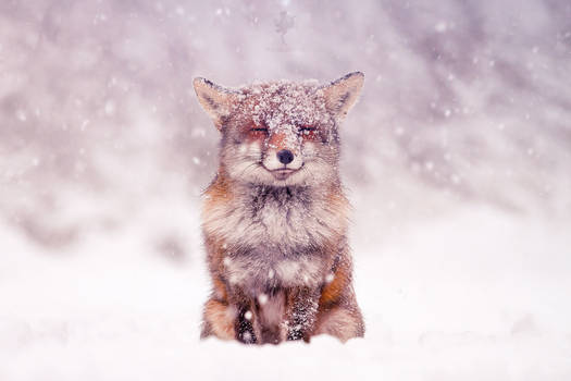 Smiling Fox in a Snow Storm