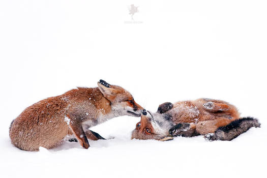 Cold Feet, Warm Heart Foxes in the Snow