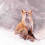 Zen Fox in Snow World