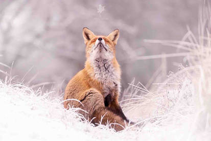 Zen Fox in Snow World