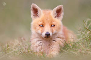 Cute Fox Cub