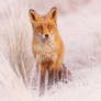 Frosty Fox