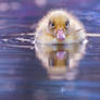 Duckling in Blue