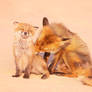 Happy Fox is Happy - Mom and Child