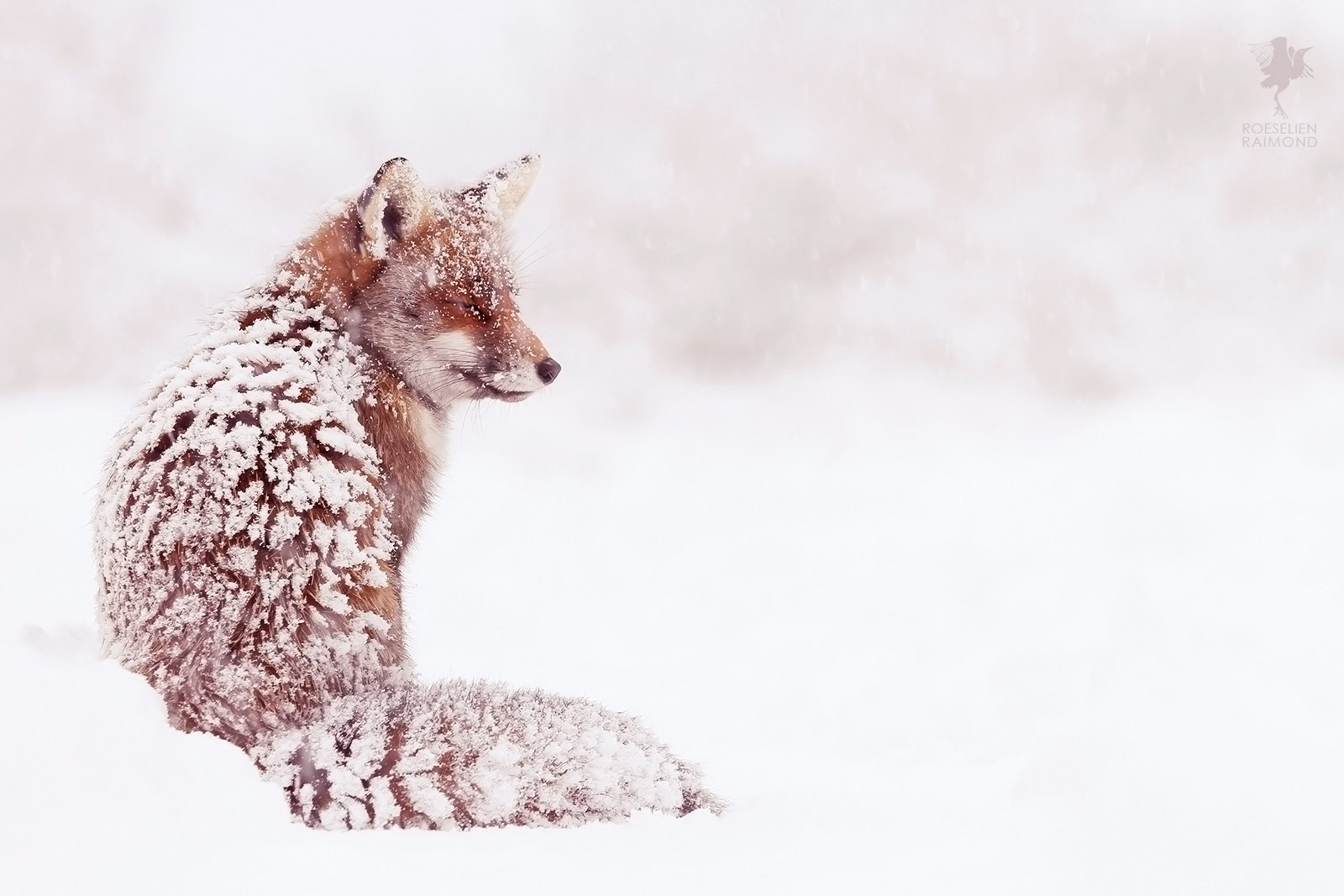 Fox in the Snow