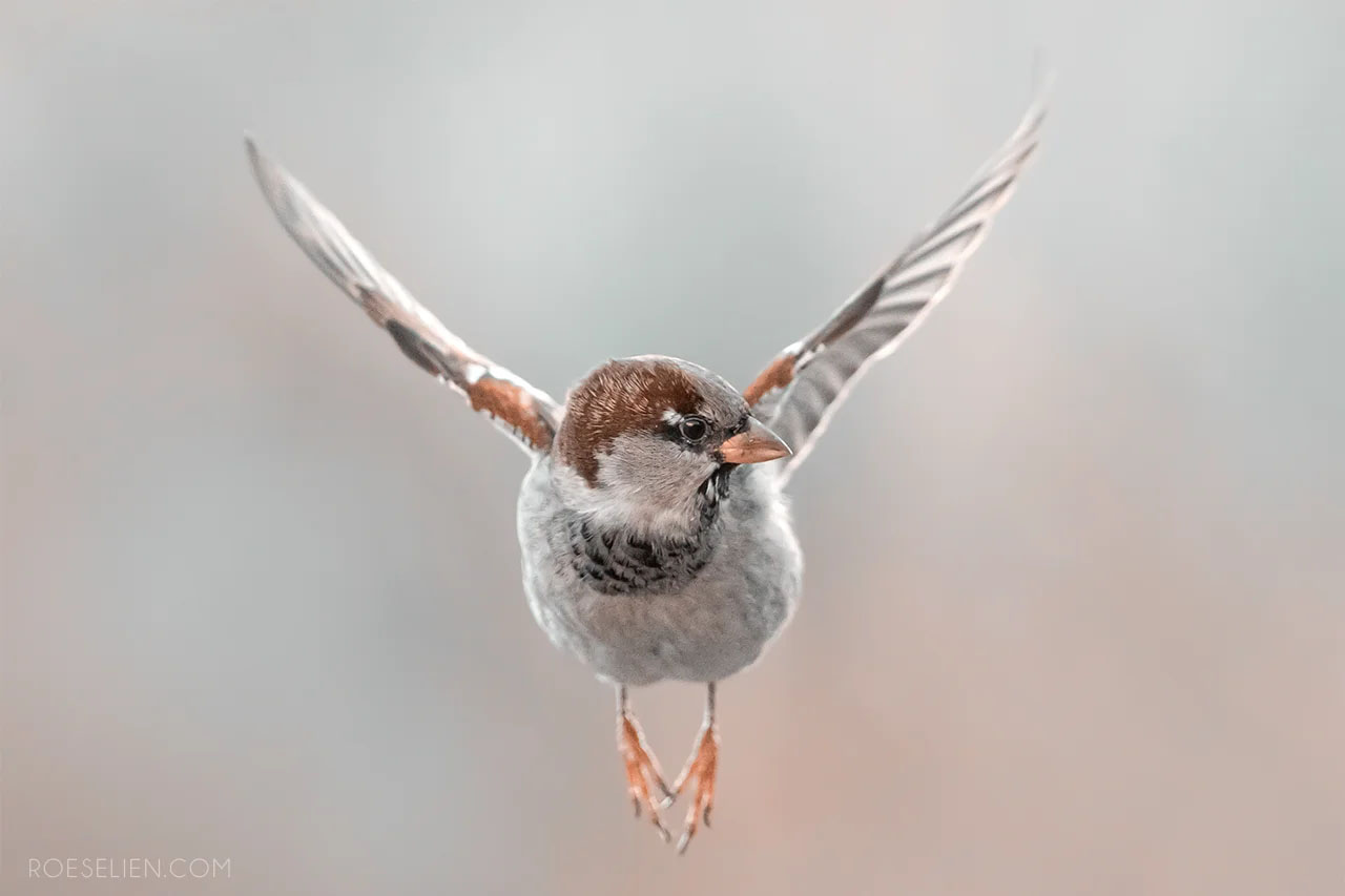 Flying High