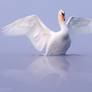 Swan Dance