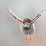 I Believe I Can Fly