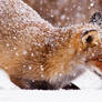 Red fox plowing in the snow with its nose
