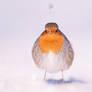 Angry Bird | Robin in the Snow
