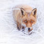 Red fox walking in frost covered winter wonderland