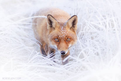 Red fox walking in frost covered winter wonderland