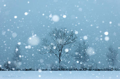 Snow Show, Front Row!