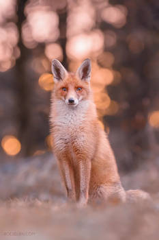 Ticky | One of a Fox