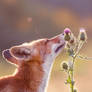 Happy Fox Enjoying Summer