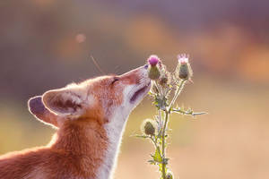 Happy Fox Enjoying Summer
