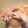 Fox Love