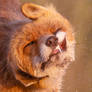 Funny Red Fox Portrait