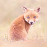She Was Seen | The Story of the Smallest Fox Cub