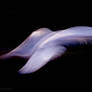 I Saw an Angel | Abstract Nature Photography