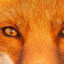 Fox Dog Or Fox Cat