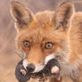 Fox Facts | Fox with a Mole