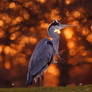 Holy Heron