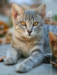 AutumnCat by thrumyeye