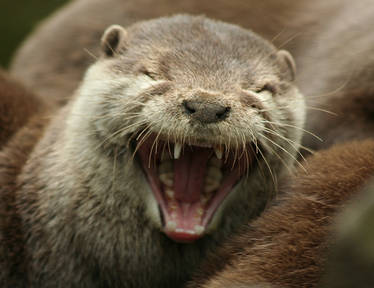 The Laughing Otter