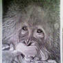 orangutan realis pencil art the ape