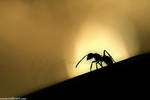 Ant by salzari