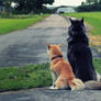 Husky and Shiba Inu