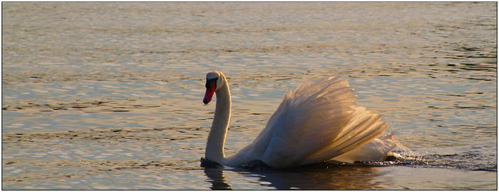 Swan lake :-)