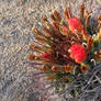 Cactus Flower no. 2
