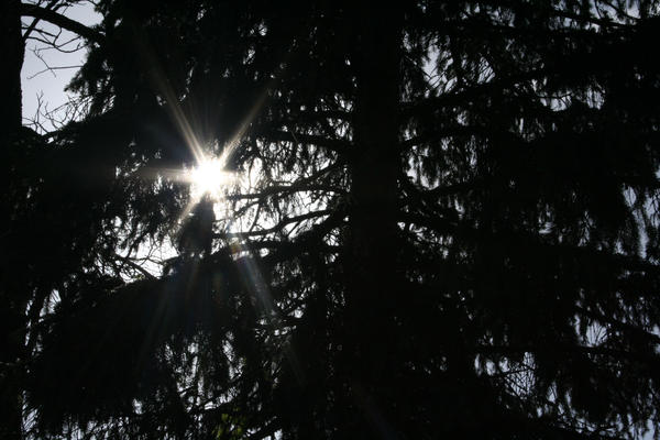 Sun through trees by ambivalentlove on DeviantArt