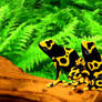 Bumblebee Poison Frogs