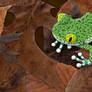 Big-Eyed Tree Frog