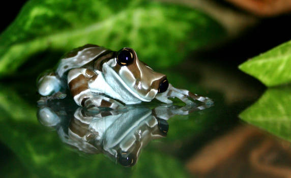 Amazonian Milk Frog