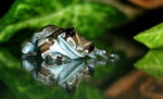 Amazonian Milk Frog by FauxHead